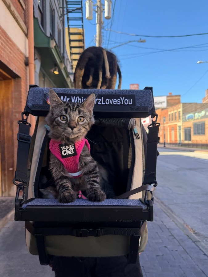 Mr.Whiskerz cat riding in a backpack