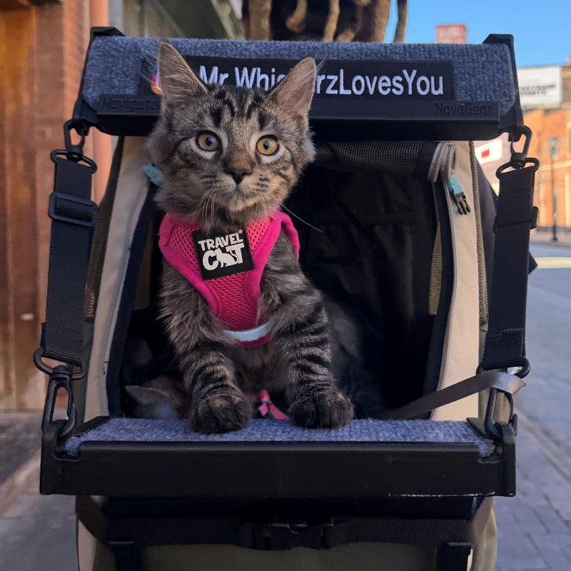 Mr.Whiskerz cat riding in a backpack