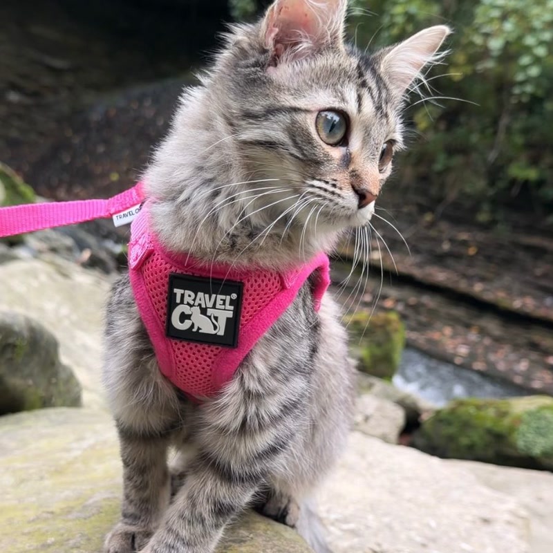 Mr.Whiskerz cat in a Travel Cat harness