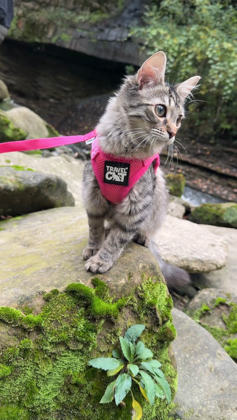Mr.Whiskerz cat in a Travel Cat harness